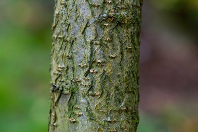 Mespilus germanica - mišpule obecná - borka